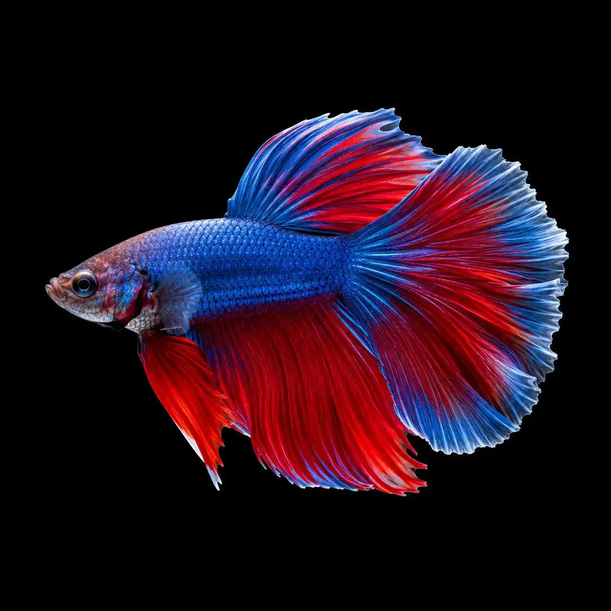 Betta (Siamese Fighting Fish)